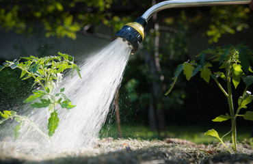 Watering seedling tomato