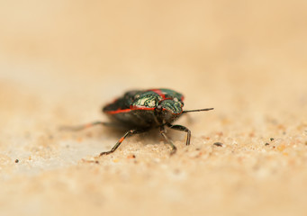 Eurydema oleraceum