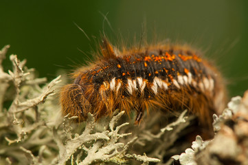 Euthrix potatoria