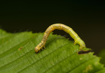 Fototapeta premium Geometer larva