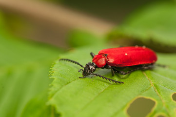 Pyrochroa coccinea