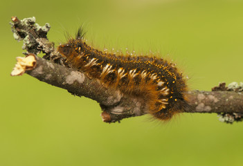 Euthrix potatoria