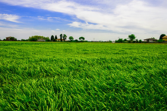 Green wheat field near farm