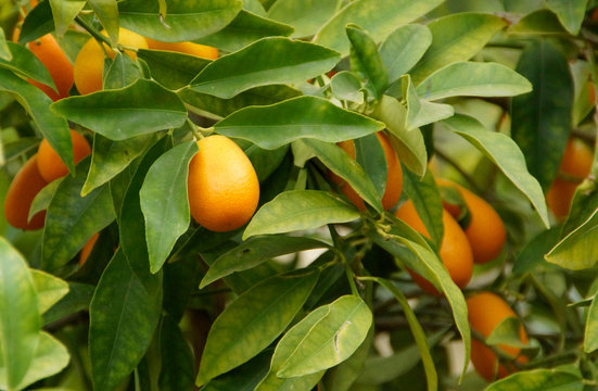 Kumquats or cumquats orange fruits on a branch with green leafs