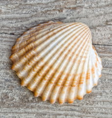 Muschelschale HDR