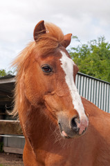 Fototapeta premium Pretty Welsh pony