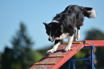 Border collie exercising