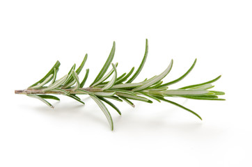 Fototapeta premium Rosmarinzweig