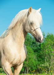 portrait of palomino welsh pony in motion