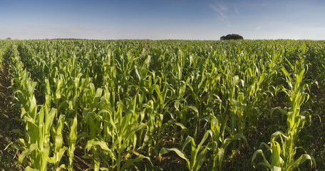 Fresh green corn crops © travelwitness