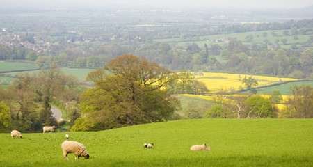Obraz premium Idyllic rural farmland, Cotswolds UK