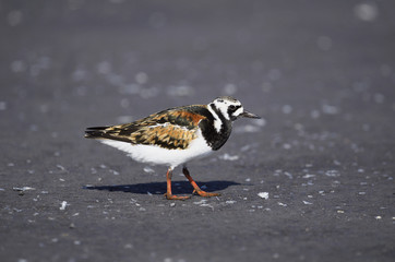 Ruddy Turnstone