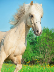 Plakat Palomino walijski pony w ruchu w polu kwiat