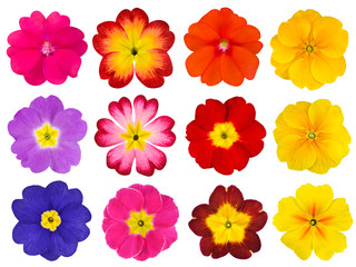 Collection of Colorful Primroses Isolated on White - obrazy, fototapety, plakaty