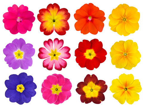 Fototapeta Collection of Colorful Primroses Isolated on White