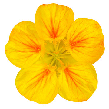 Fototapeta Yellow nasturtium flower Isolated on White