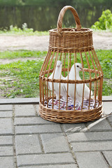 Two white pigeons in a wicker cage
