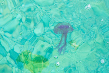 Purple nettle jellyfish