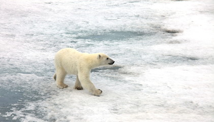 Polar bear in natural environment