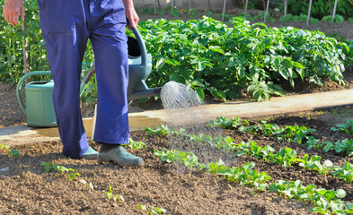 arrosage du potager