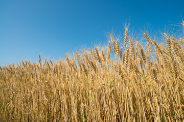 wheat field