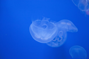 Medusas