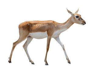 deer isolated white