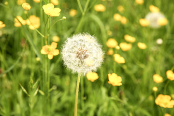 Dandelion