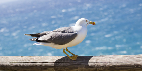 Fototapeta premium sea ​gull standing on rail
