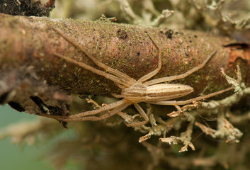 Tibellus oblongus