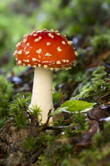 Fliegenpilz nach dem Regen