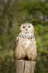 owl on the pole