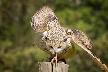 eagle owl with prey
