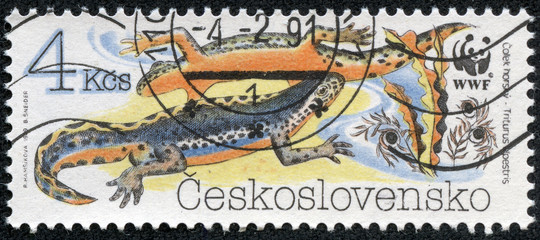 stamp printed in CZECHOSLOVAKIA shows a Triturus alpestris
