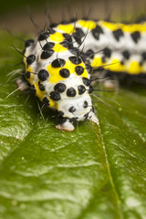 Yellow worm with black dots