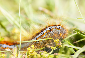Hairy orange larva on grass