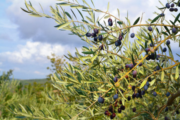 Fototapeta na wymiar Olive trees