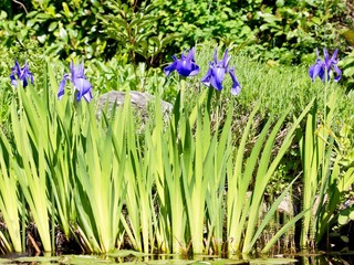 Photo of blooming blue iris flowers in a garden pond