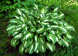 hosta with green and white leafs