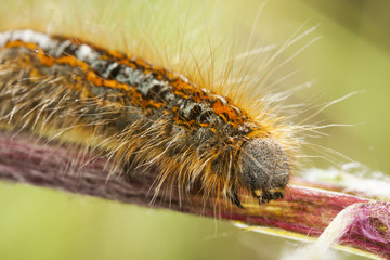 Hairy orange larva on grass