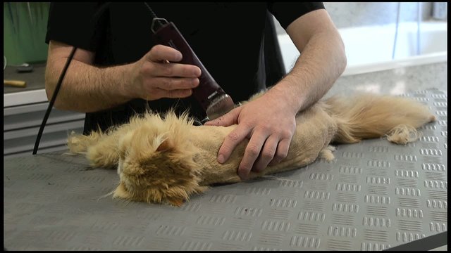gata en la peluqueria