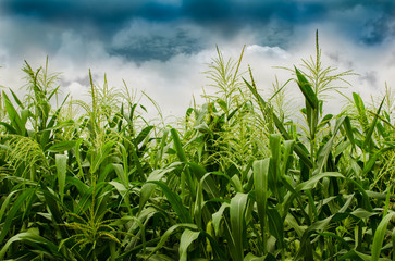 Obraz premium Stormy Corn Field .