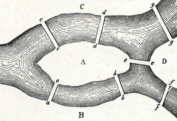 Seven Bridges of Königsberg © Juulijs