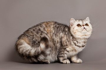 cat on grey background