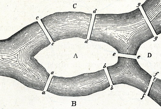 Seven Bridges of Königsberg