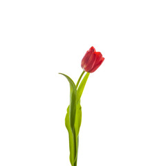 tulips isolated on white background. colors