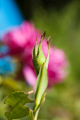 Bouton de rose