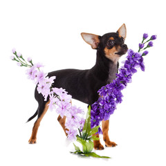 chihuahua and flowers isolated on white background