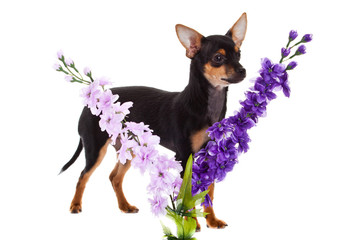 chihuahua and flowers isolated on white background