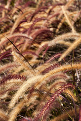 Field of Foxtail Grass